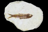 Fossil Fish (Knightia) - Wiith Display Case #105583-1